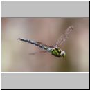 Aeshna cyanea - Blaugruene Mosaikjungfer m03b.jpg